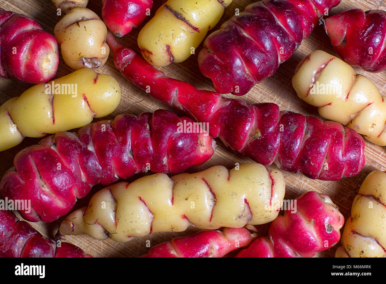 Colorful red and yellow roots of oca tuber Oxalis tuberosa on wooden cutting board in Ecuador Stock Photo