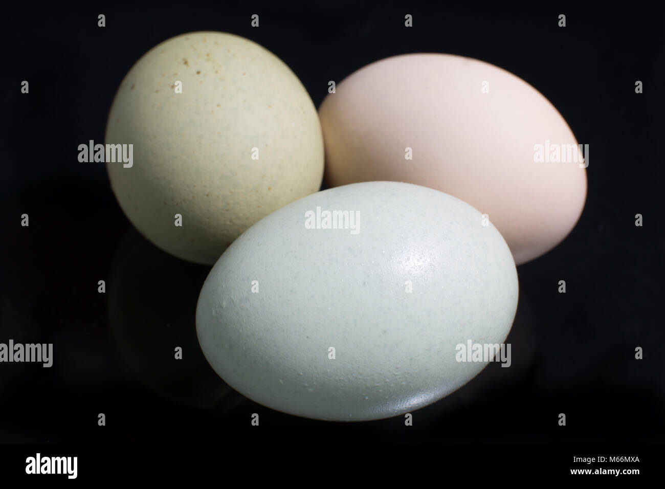 closeup of farm fresh araucana eggs in Ecuador Stock Photo