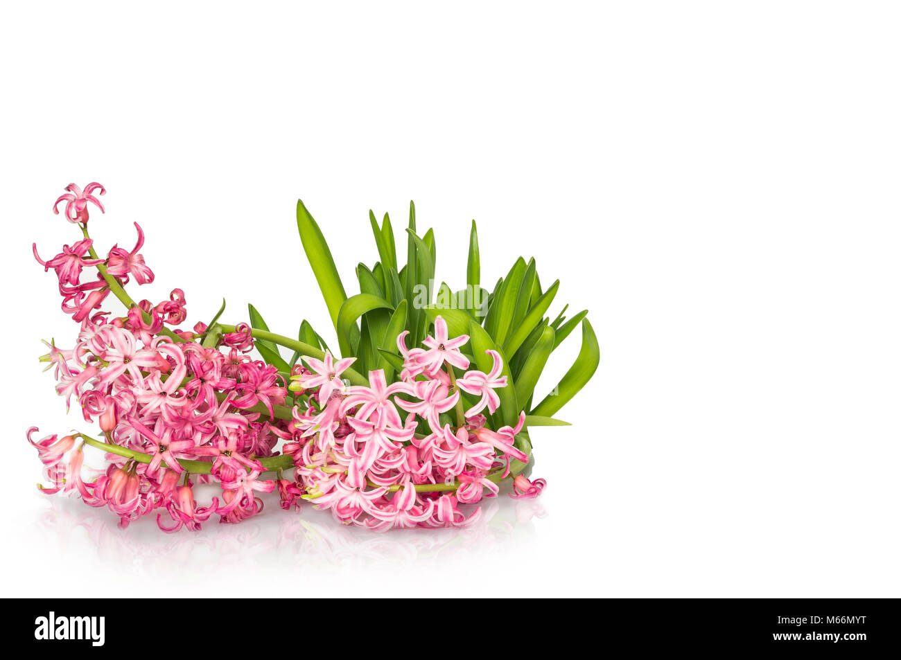 Hyacinth bouquet blooms on a white background and is reflected. To congratulate on the 8th or a Valentine's day or a wedding or a birthday like a patt Stock Photo
