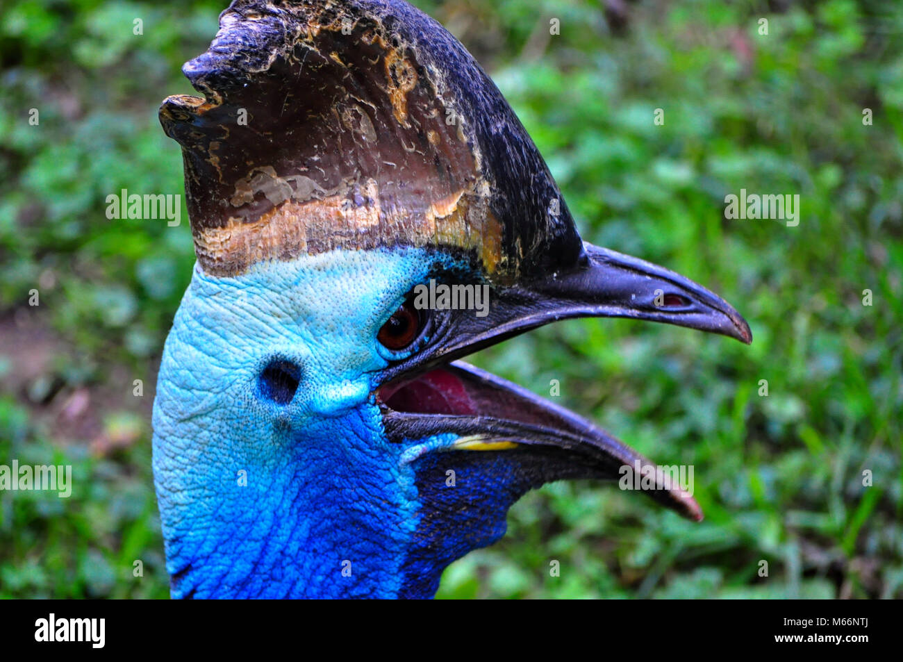 Non flying Cassowary Bird at National Zoo in Washington DC Stock Photo Alamy