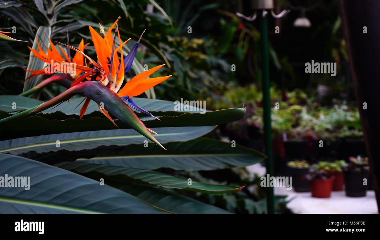 Exotic flowers grow in private hi-res stock photography and images - Alamy