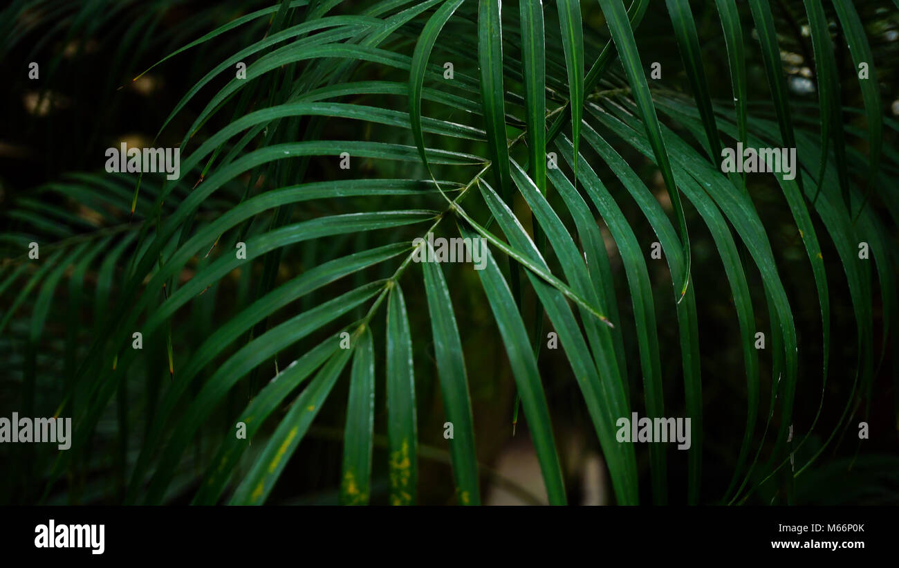 Weaving plants hires stock photography and images Alamy