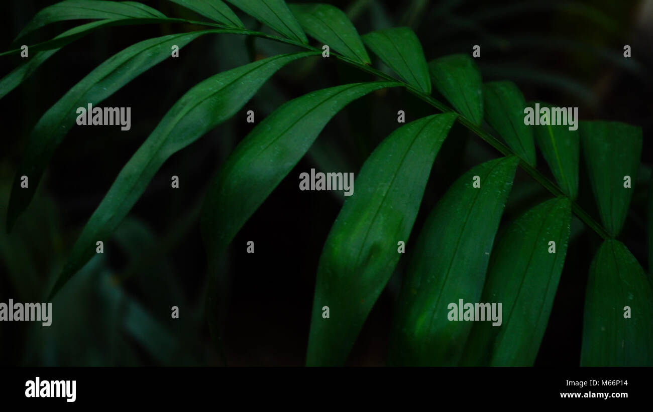 Long plant has leaves with yellow tips Stock Photo Alamy