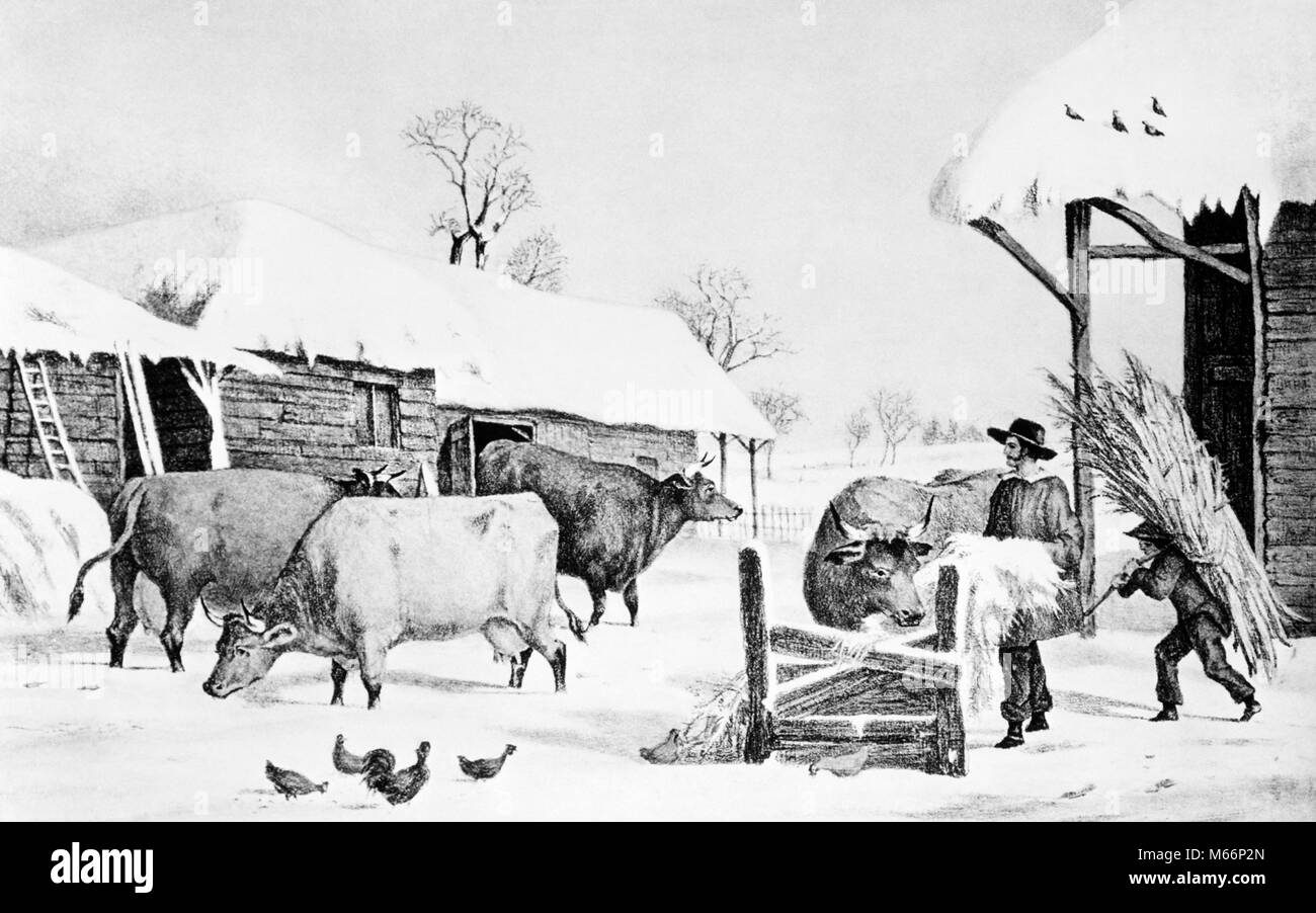 1800s ILLUSTRATION OF COLONIAL AMERICAN FARM IN WINTER FARMER AND BOY FEEDING CATTLE - o3844 LAN001 HARS COPY SPACE COW FARMING ANIMALS NOSTALGIA FATHERS 1800s AGRICULTURE TOGETHERNESS PIONEER CATTLE SKILL OCCUPATION SKILLS DADS CHICKENS CURRIER & IVES SMALL GROUP OF ANIMALS CURRIER IVES JUVENILES MALES SETTLER B&W BARNYARD BLACK AND WHITE FARMYARD HARD WORK LIVESTOCK OCCUPATIONS OLD FASHIONED PERSONS THE FARM YARD Stock Photo