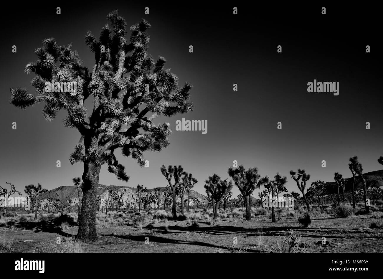 Joshua tree California Stock Photo Alamy