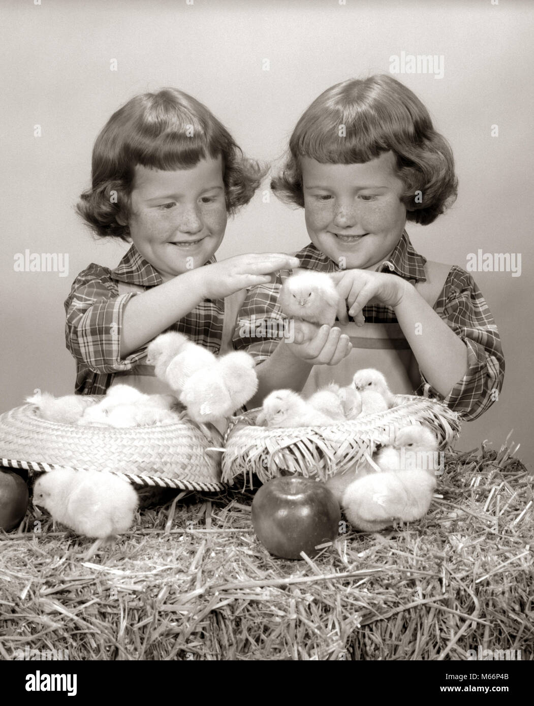 1950s TWO TWIN GIRLS PLAYING WITH BABY CHICKS TWINS PAIR STRAW BALE HATS APPLE - p402 HAR001 HARS ANIMALS FRECKLES SIBLINGS SISTERS NOSTALGIA AGRICULTURE TOGETHERNESS 3-4 YEARS MATCHING SAME 5-6 YEARS CHICK HAPPINESS EXCITEMENT SIBLING COOPERATION GROW SMALL GROUP OF ANIMALS LOOK-ALIKE BALE CREATURE DUPLICATE FOWL JUVENILES LOOK ALIKE POULTRY B&W BABY CHICK BANGS BLACK AND WHITE CAUCASIAN ETHNICITY CHICKS CLONE OLD FASHIONED PERSONS Stock Photo