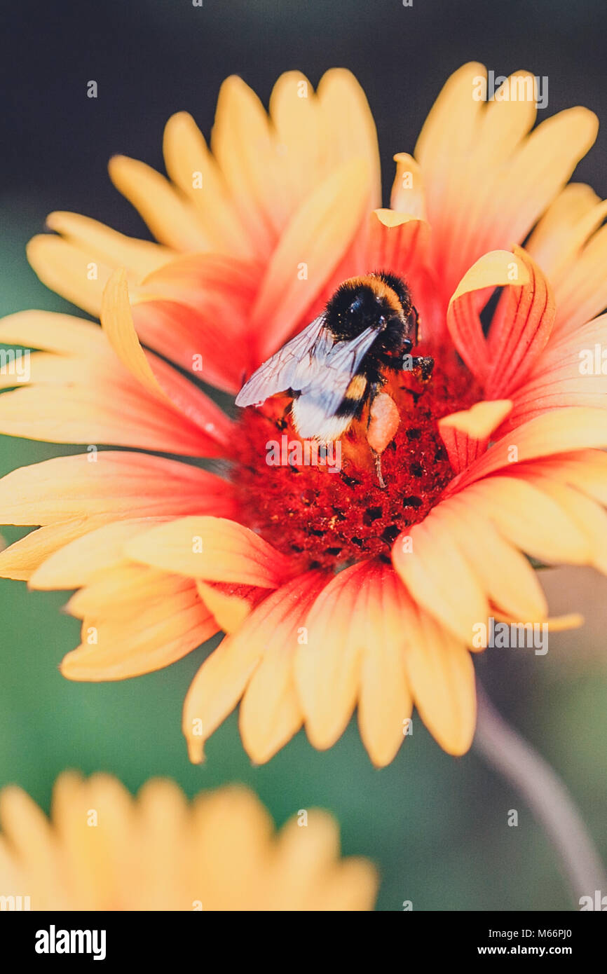 Big bumble bee on red yellow flower Stock Photo