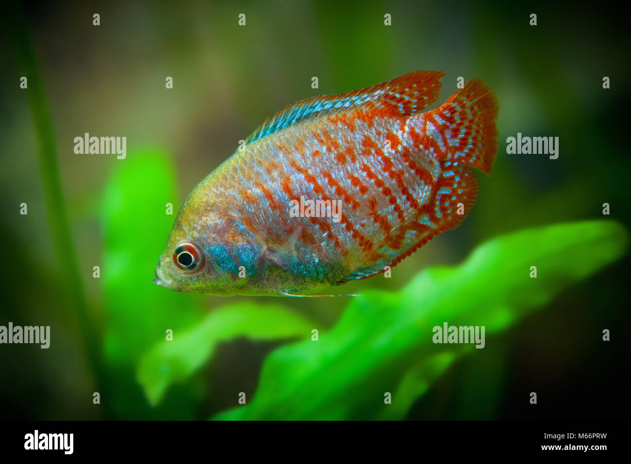 Colisa lalia, Aquarian small fishes Stock Photo