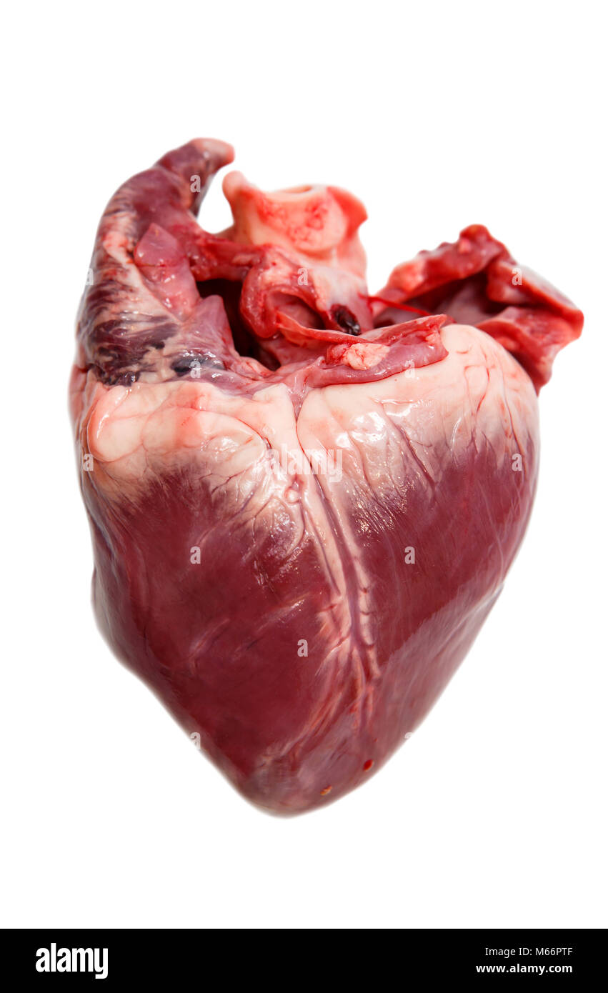Real heart body hi-res stock photography and images - Alamy