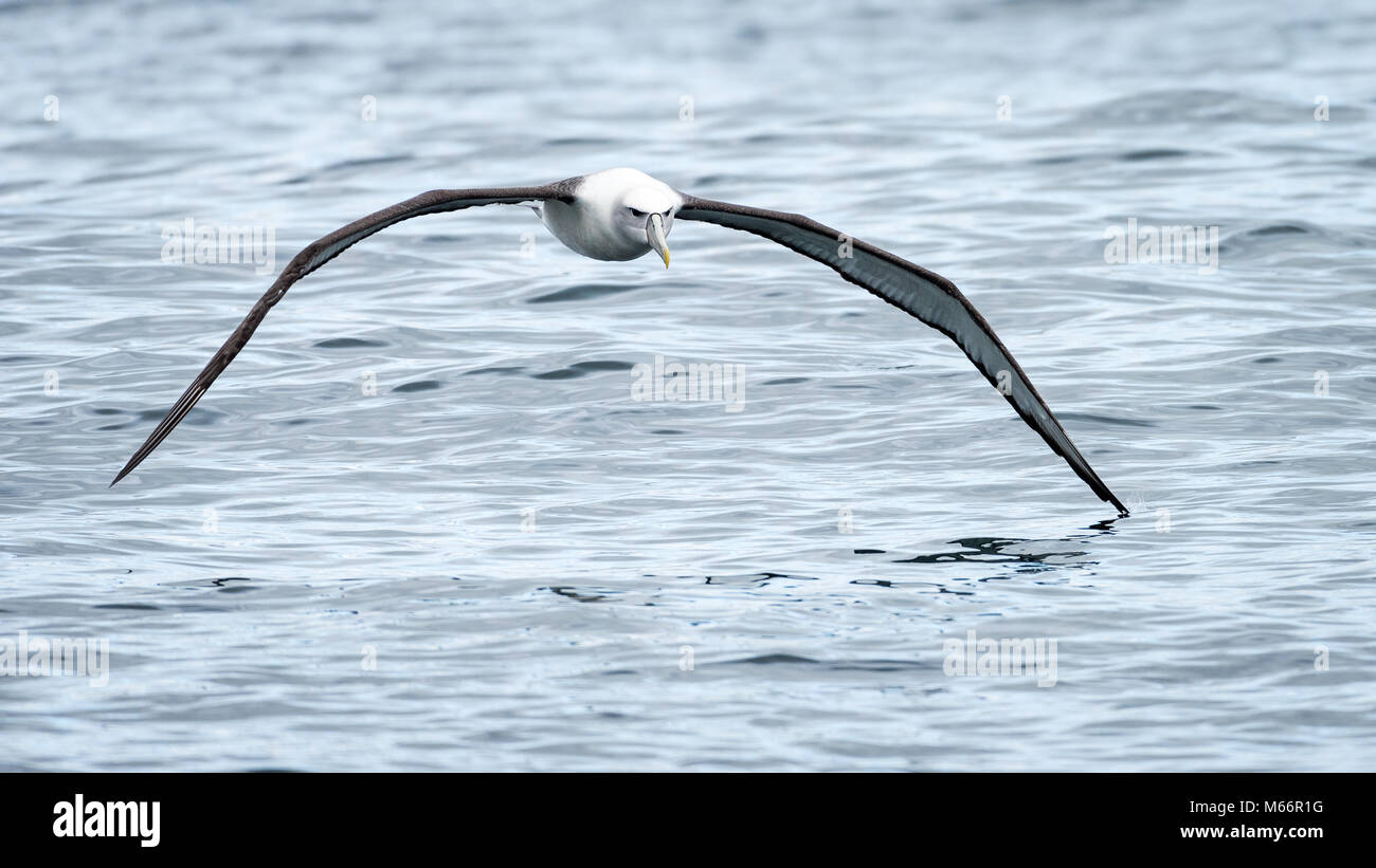 White capped albatross hi-res stock photography and images - Alamy