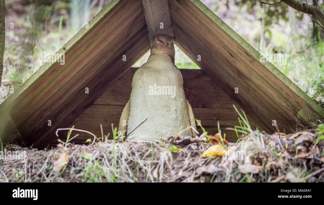 Yellow-eyed Penguin ( Megadyptes antipodes) in Moulting Shelter, South Island, New Zealand Stock Photo