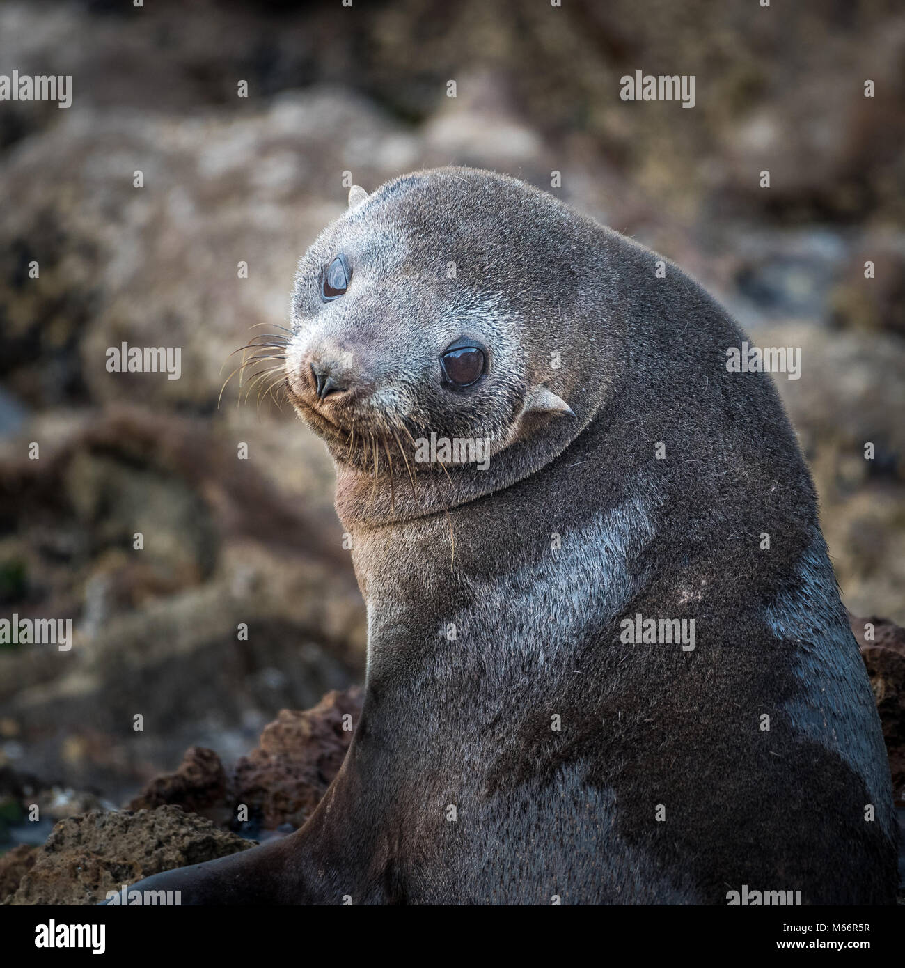 Australasian Fur Seal (Arctocephalus fosteri), Dunedin Harbour, South Island, New Zealand Stock Photo