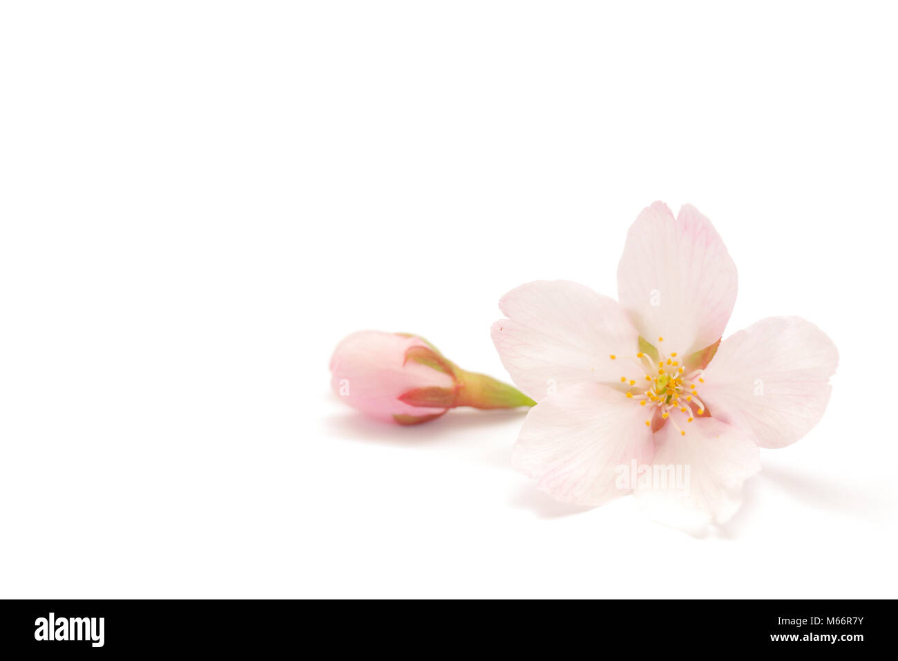 Japanese white cherry blossom isolated on white background Stock Photo ...