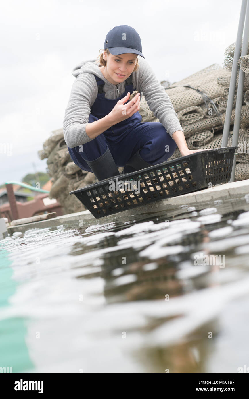 oyster farmer inspecting the harvest Stock Photo Alamy