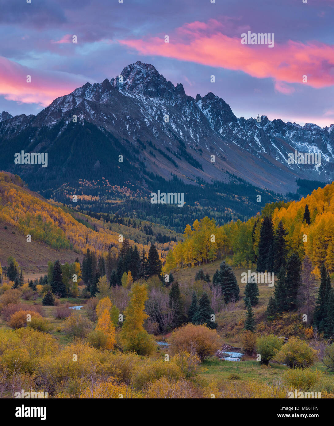 Dawn, Aspen, Willow Swamp, Mount Sneffels, Uncompahgre National Forest, Colorado Stock Photo