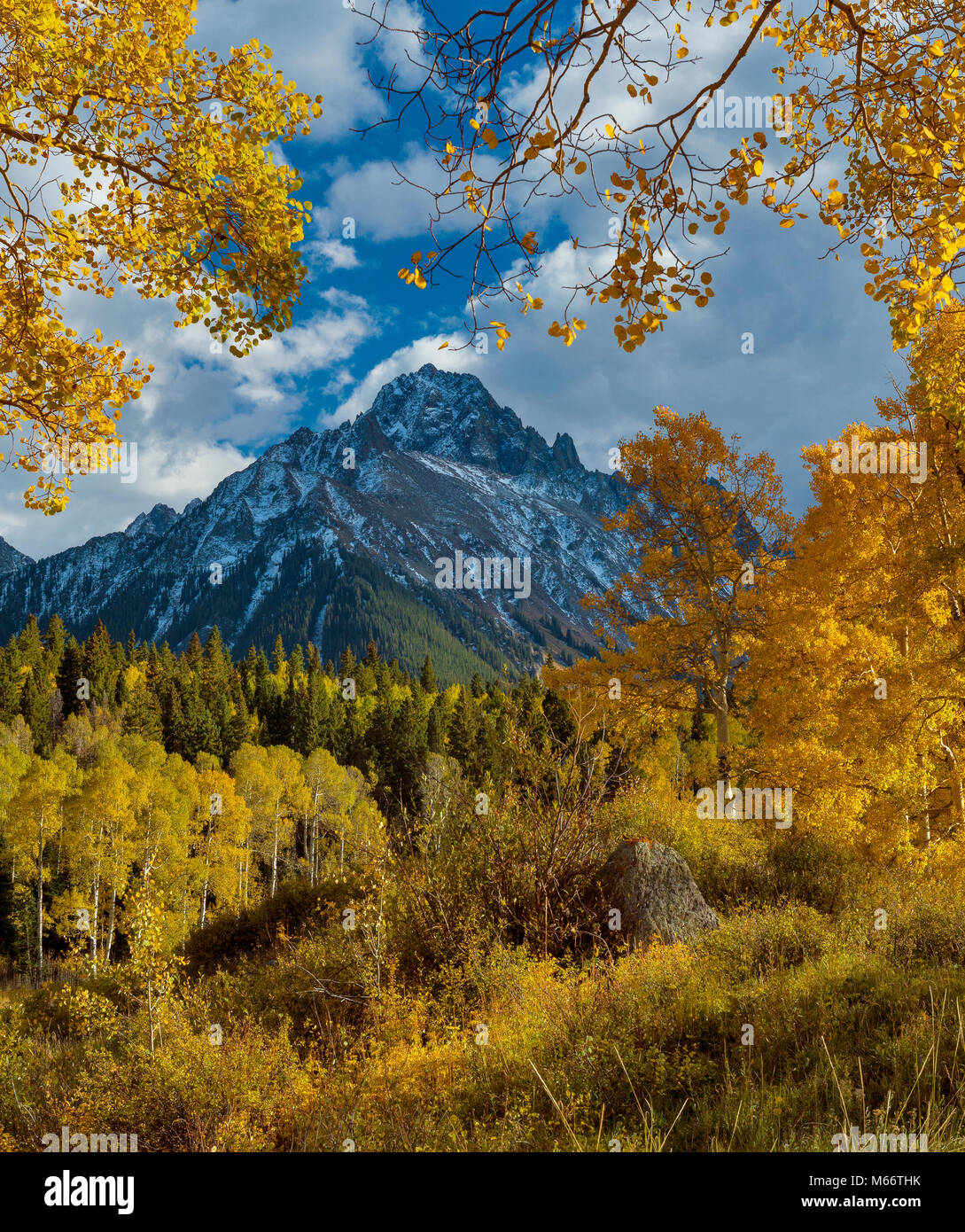 Aspen, Populus Tremula, Mount Sneffels, Dallas Divide, Uncompahgre National Forest, Colorado Stock Photo