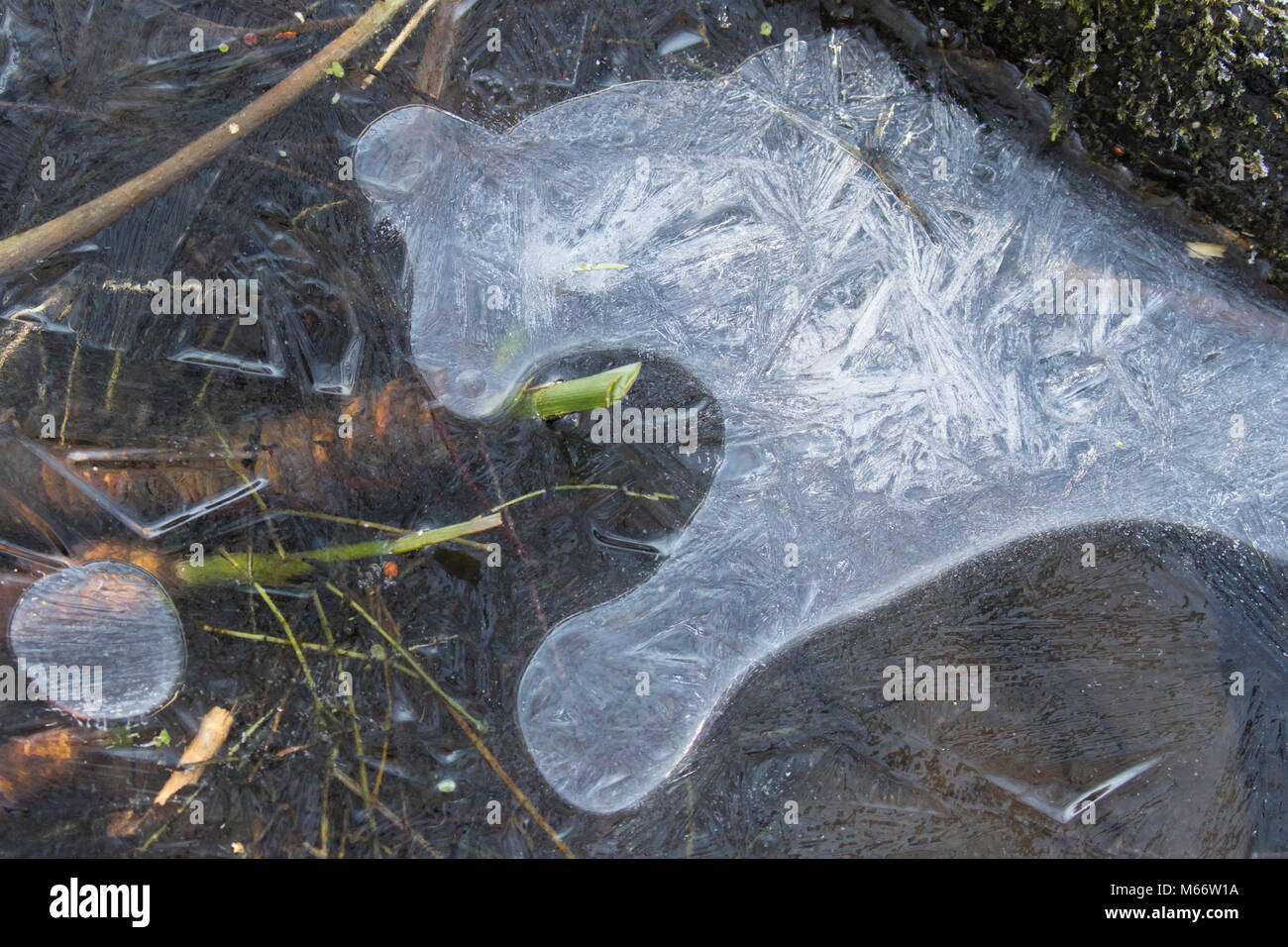 Animal head-like ice structure in a frozen puddle of ice Stock Photo