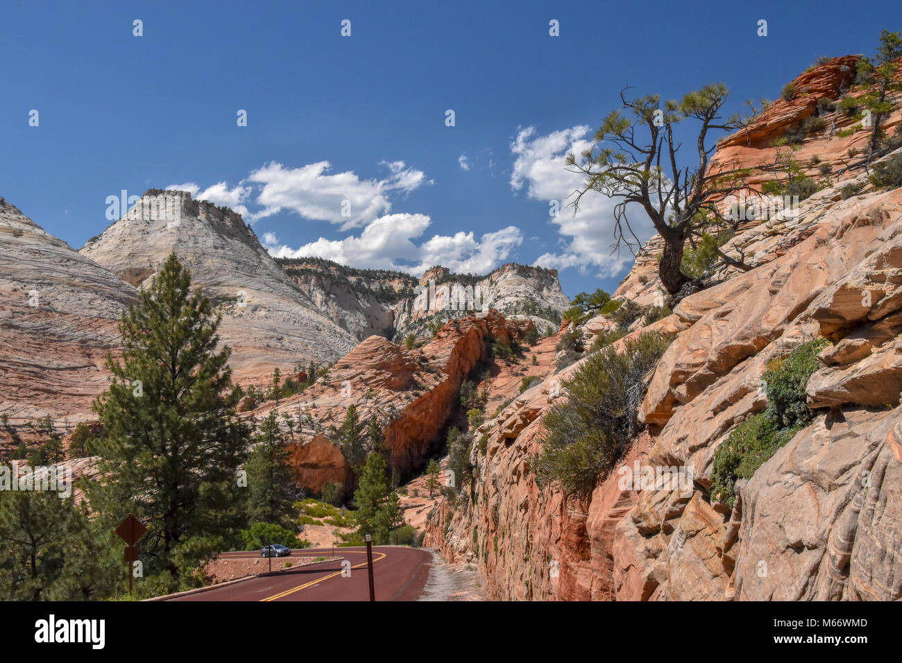 Zion National Park has 289 species of birds,75 mammals ( including 19