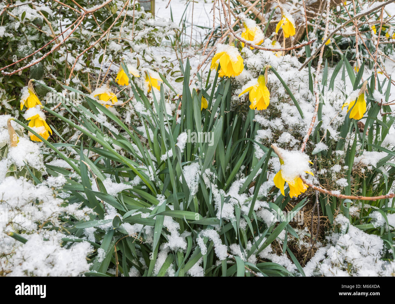 Daffodils covered in snow hires stock photography and images Alamy