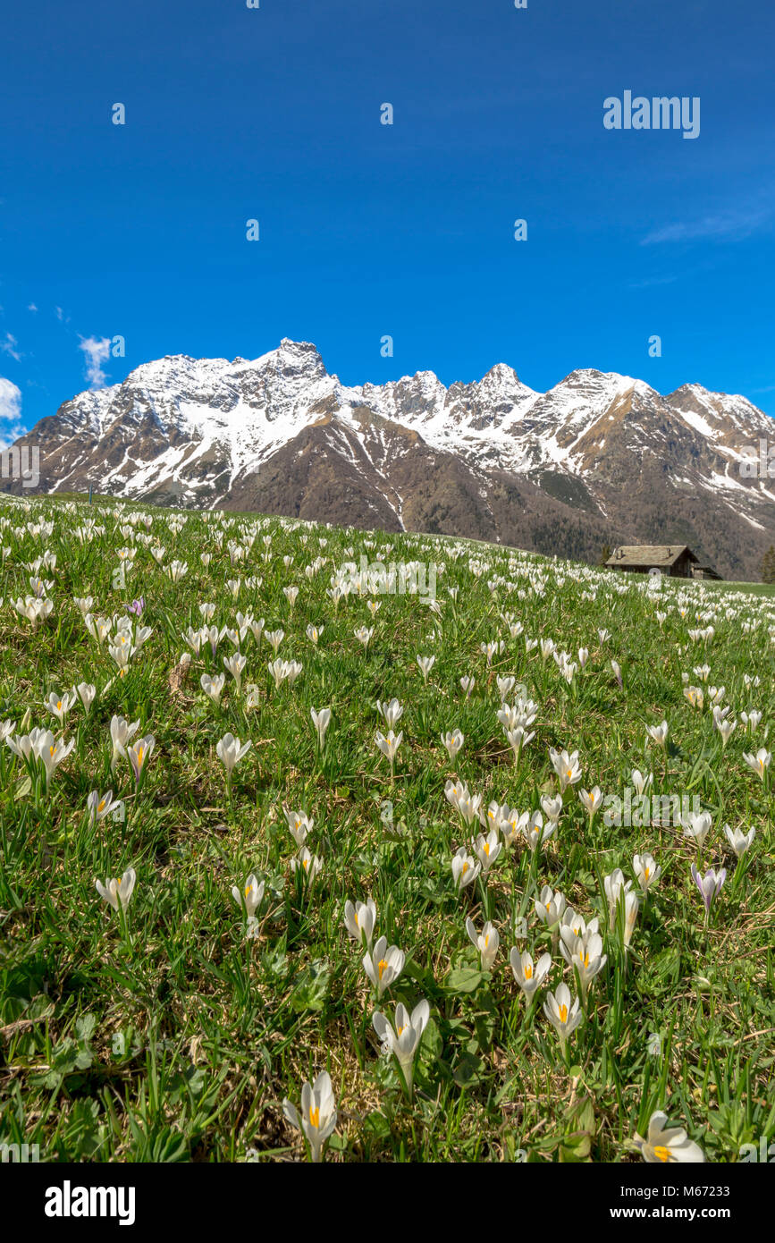 Crocus flowers during spring bloom, Alpe Braccia, Malenco Valley, province of Sondrio, Valtellina, Lombardy, Italy Stock Photo