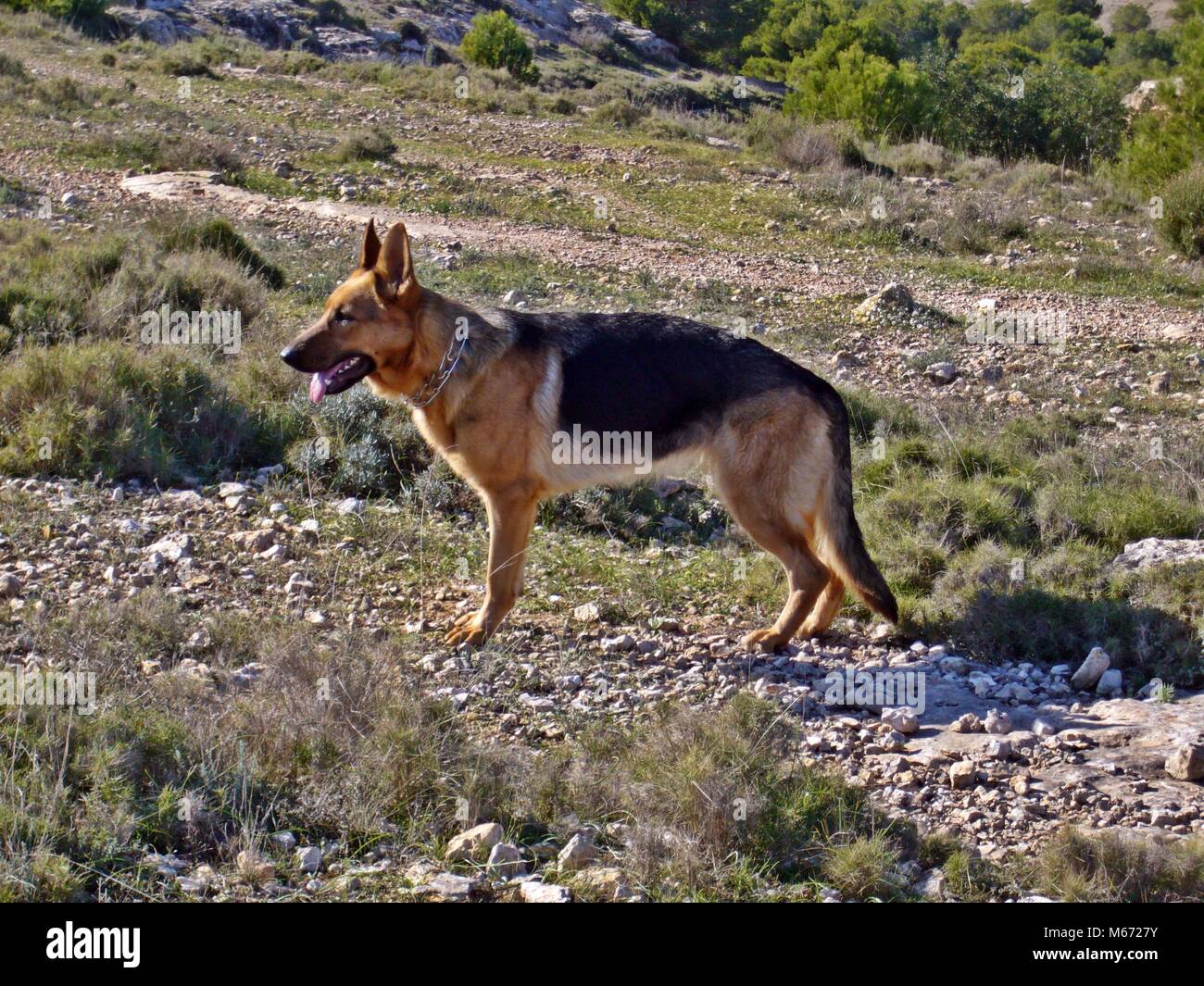 Champion german cheap shepherd