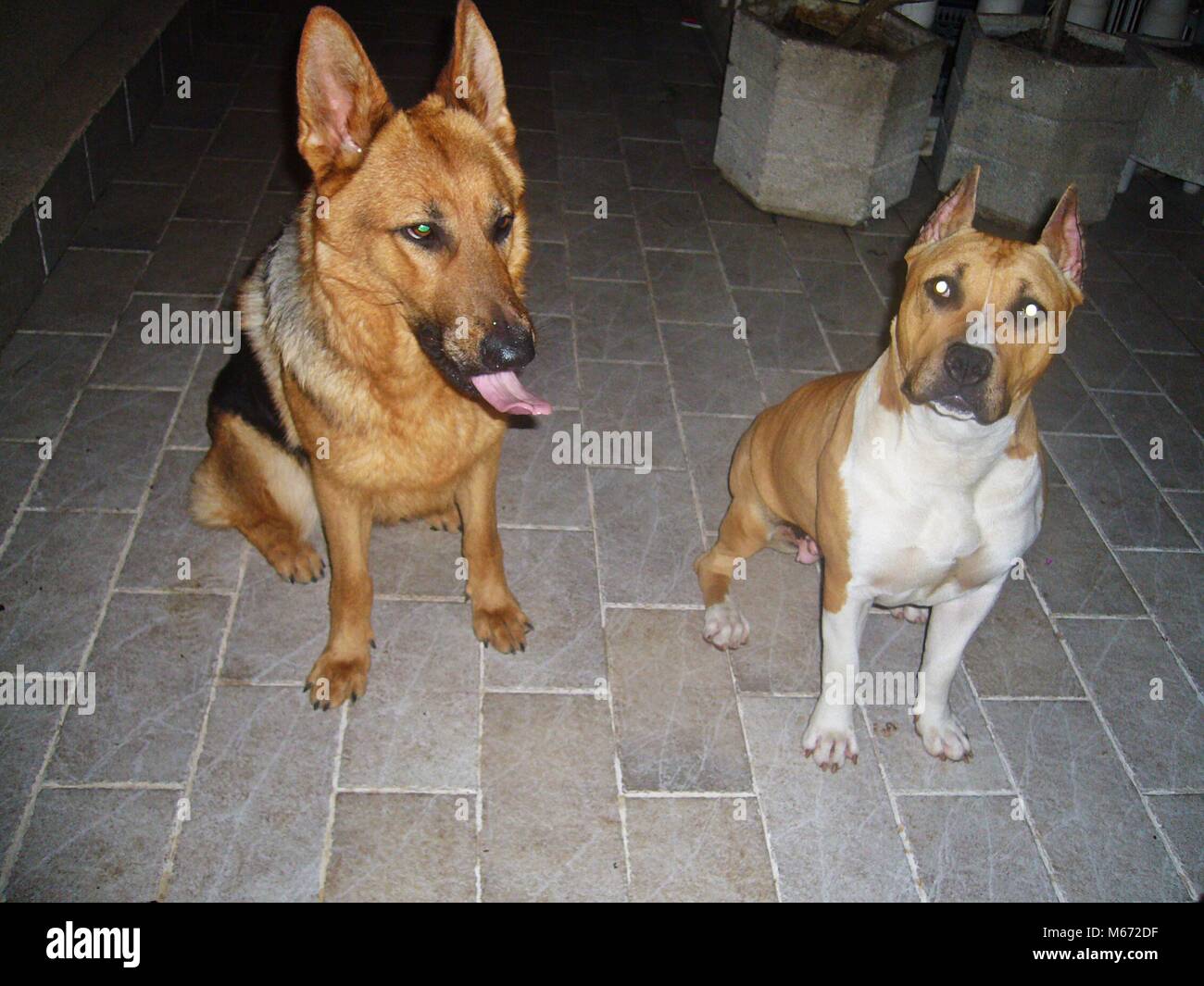 american shepherd terrier