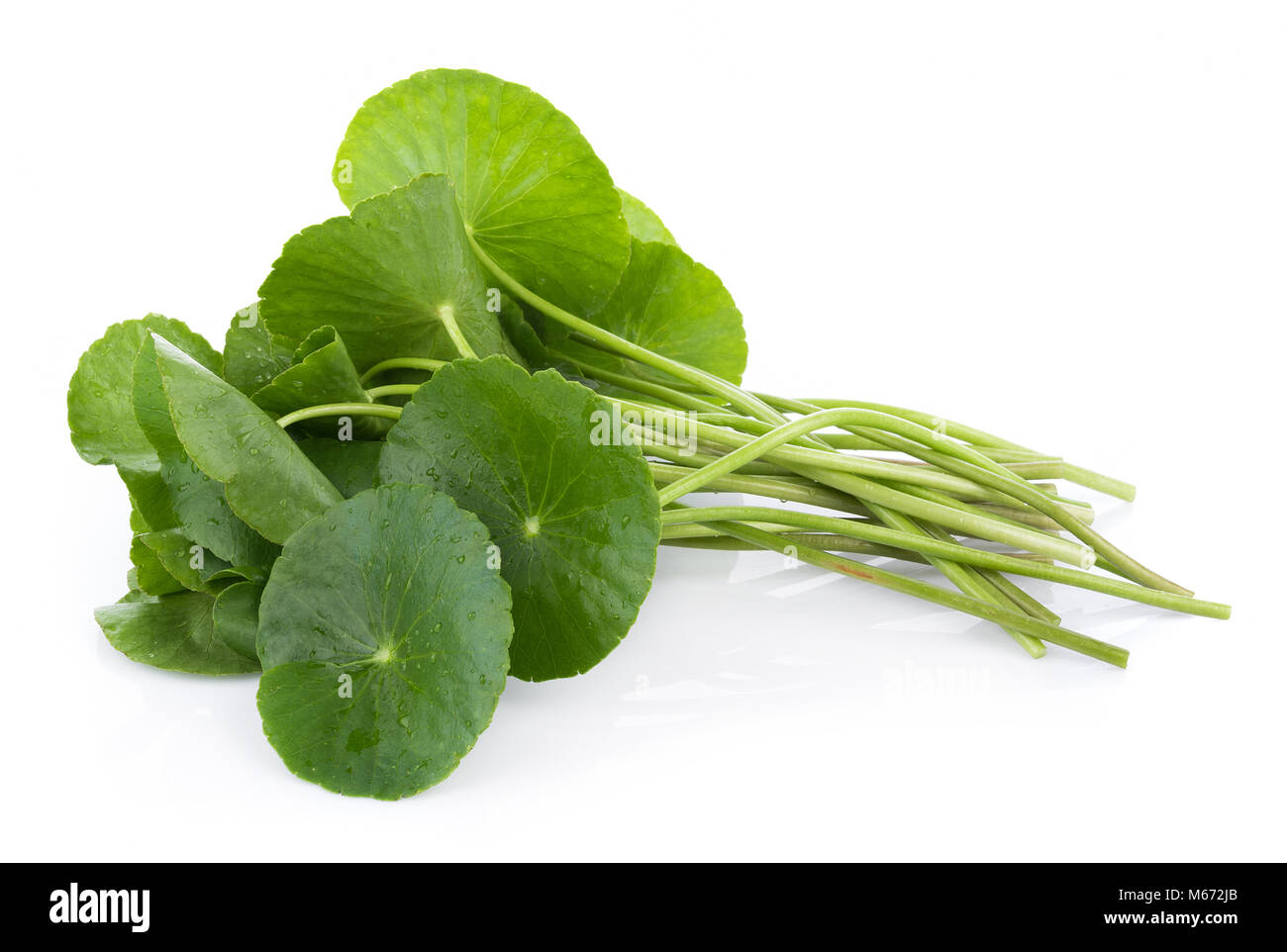 Closeup leaf of Gotu kola, Asiatic pennywort, asiatic leaf isolated on white background Stock Photo