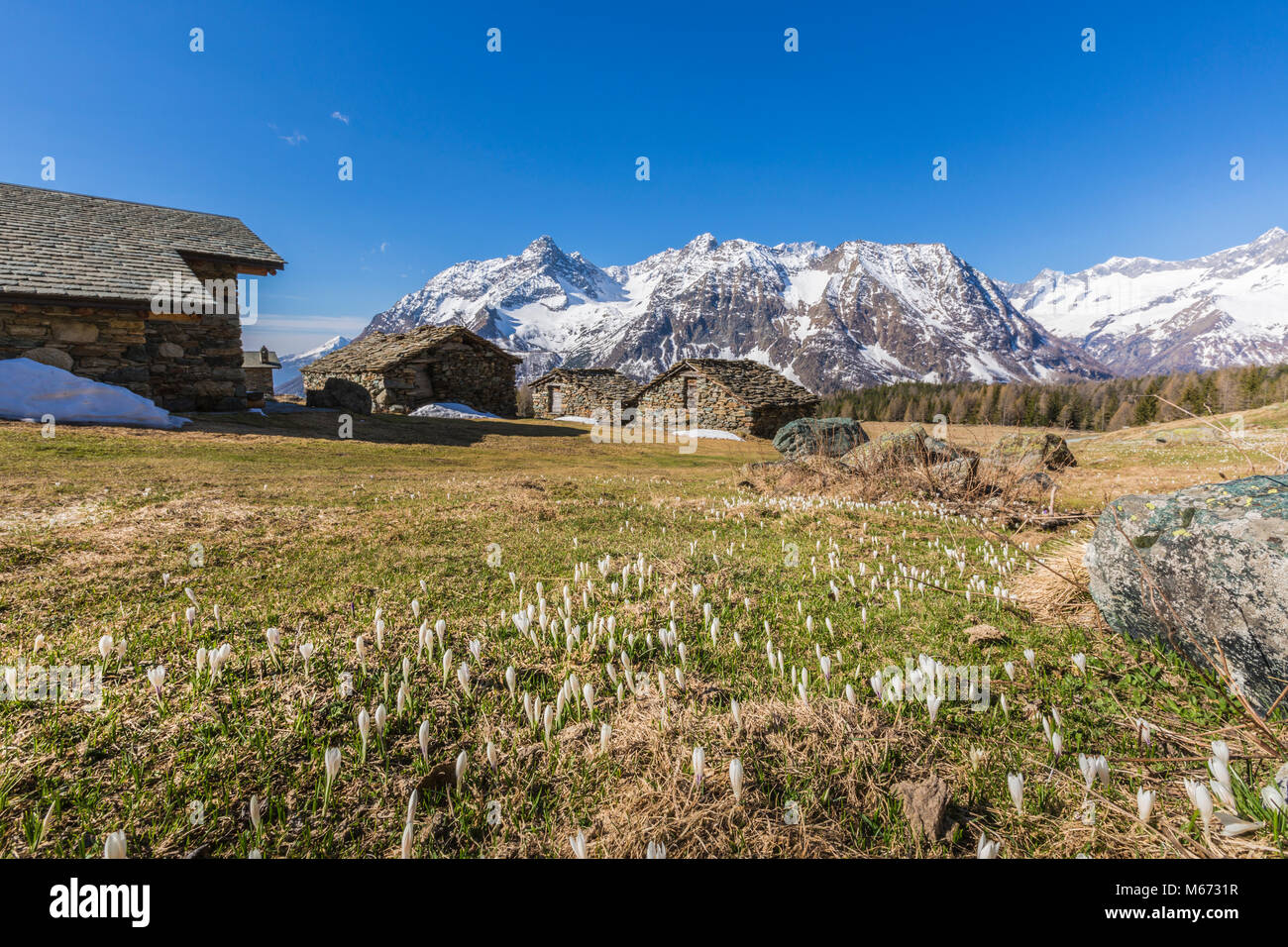 Entova Alp during spring, Malenco Valley, province of Sondrio, Valtellina, Lombardy, Italy Stock Photo