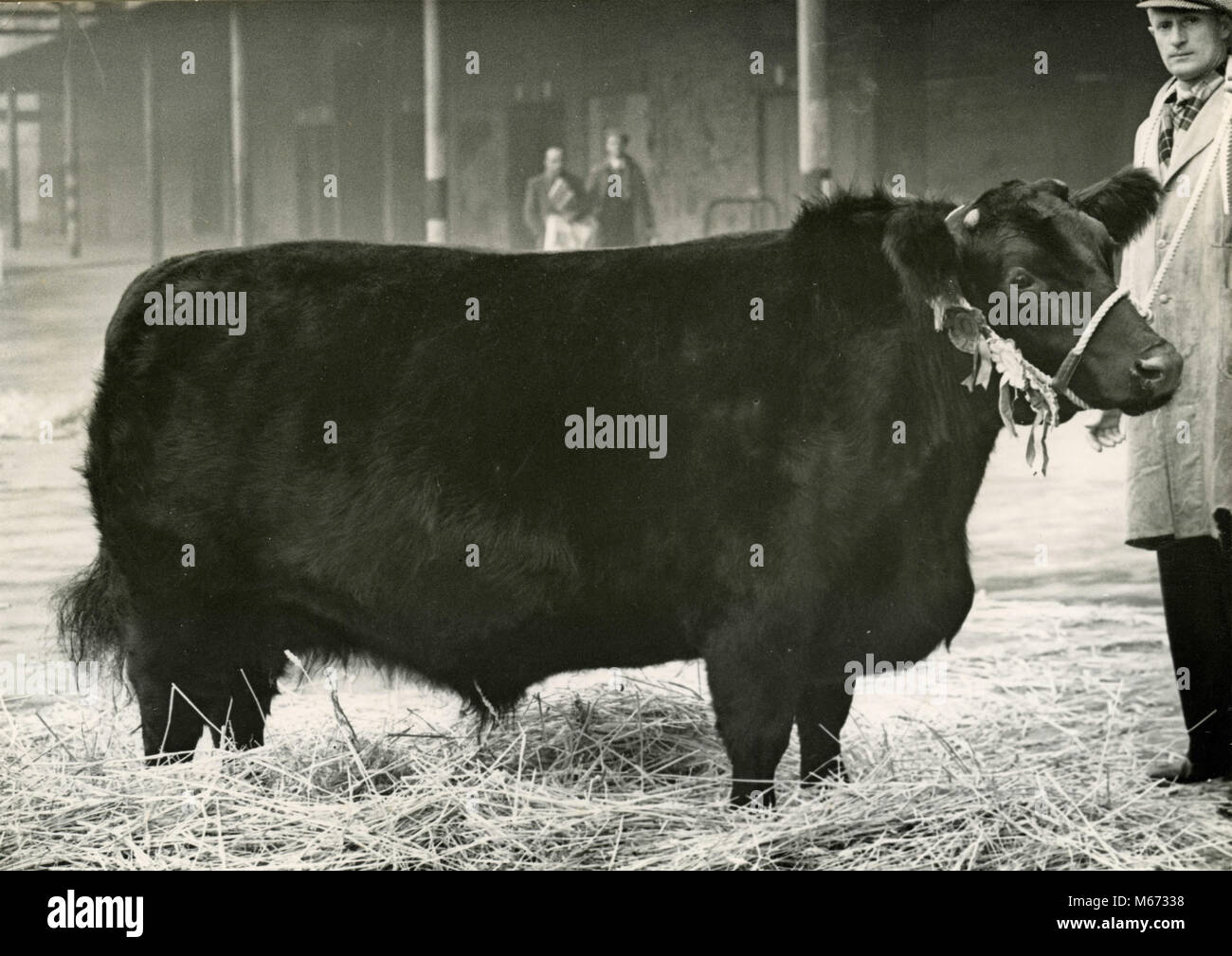 Douglas cross-bred steer, first price at the Smithfield Show at Earl's Court, UK 1949 Stock Photo