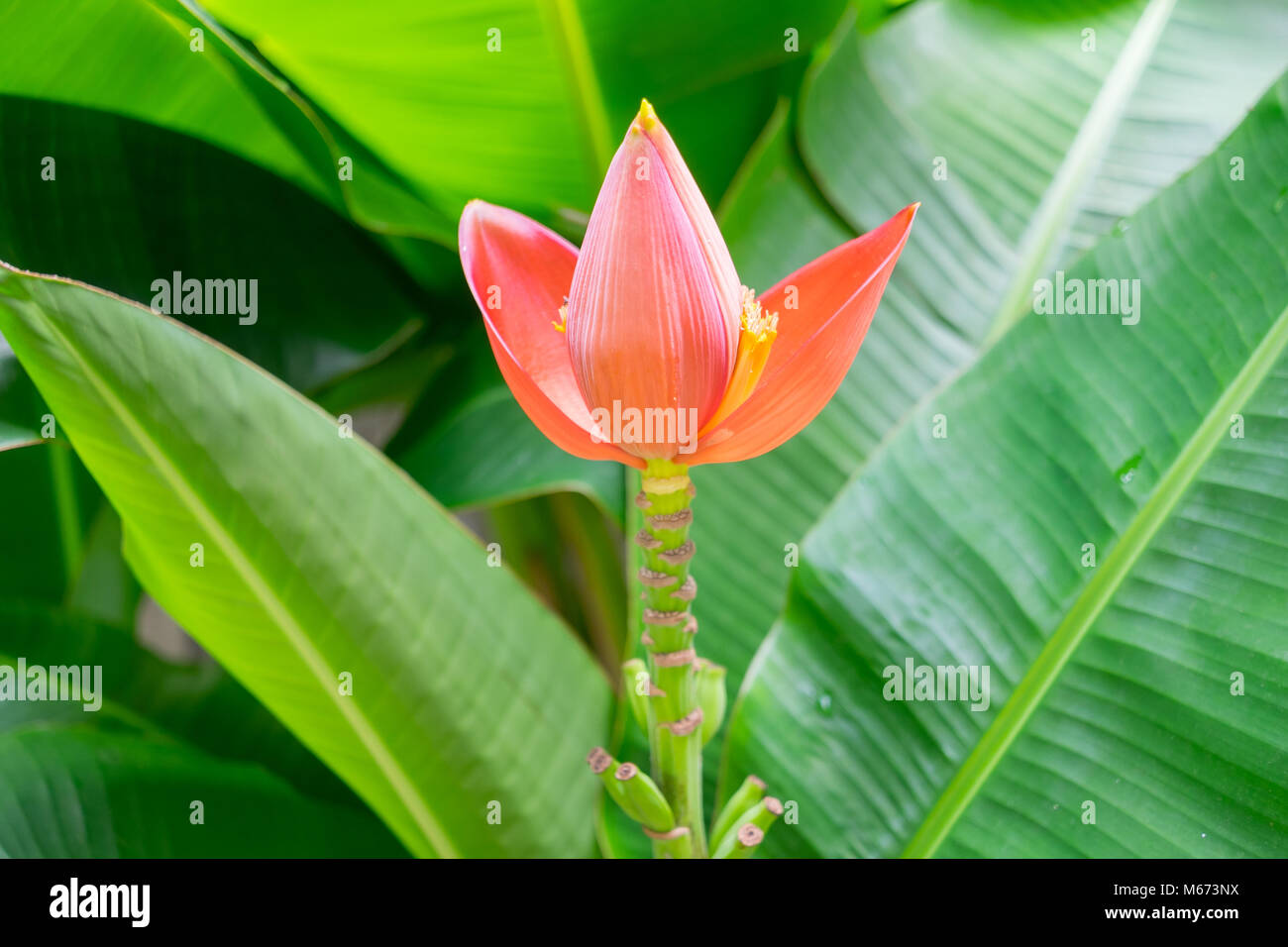 blooming pink lotus banana tree Stock Photo
