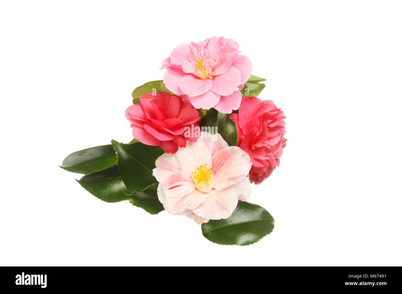 Arrangement of diffeent camellia flowers and foliage isolated against white Stock Photo