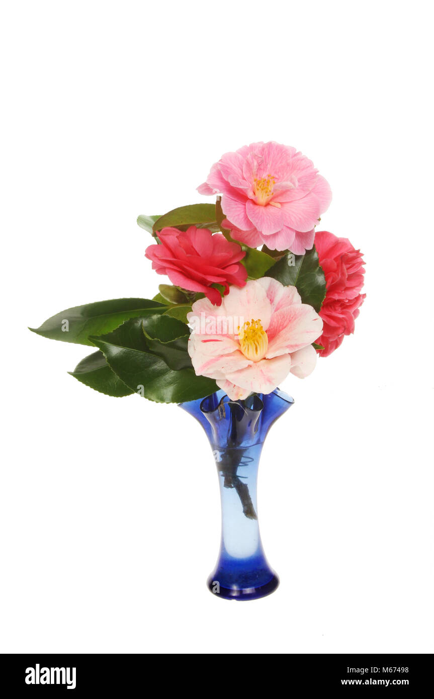Selection of camellia flowers in a blue glass vase isolated against white Stock Photo
