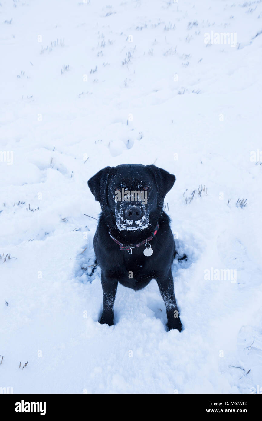 Aberfeldy, Scotland. 1st March 2018. British weather - Black labrador enjoying the snow. Credit: Adam Seward/Alamy Live News Stock Photo