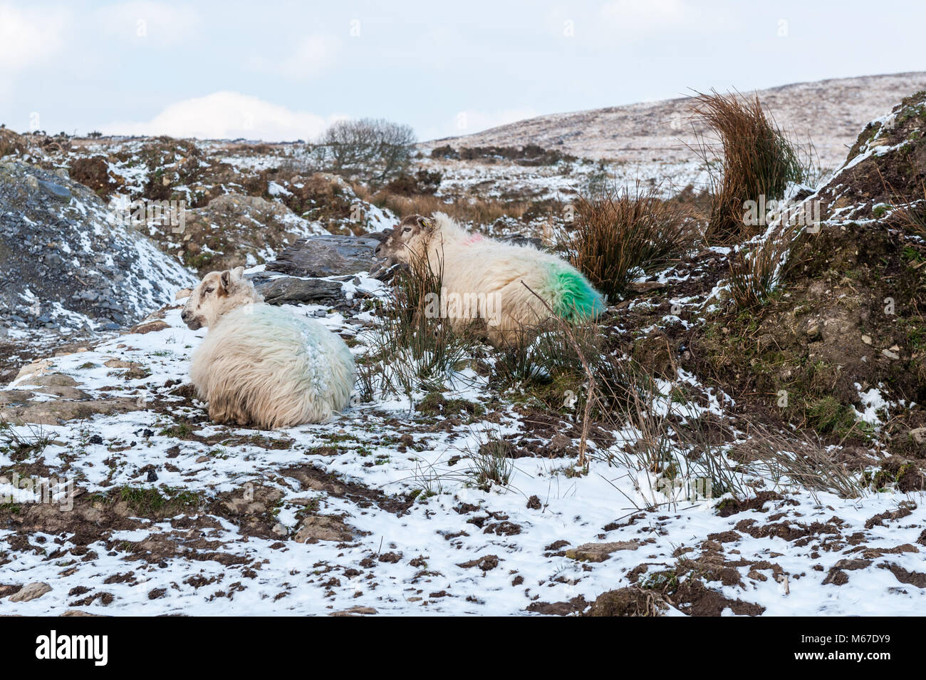 Ballydehob, Ireland. 1st Mar, 2018. Sheep lie down in what shelter they can get as Storm Emma and the blizzard she'll bring with her, approaches. The Irish government has warned the population to stay indoors and heed the Red Weather Warning which is in place until noon tomorrow. Credit: Andy Gibson/Alamy Live News. Stock Photo