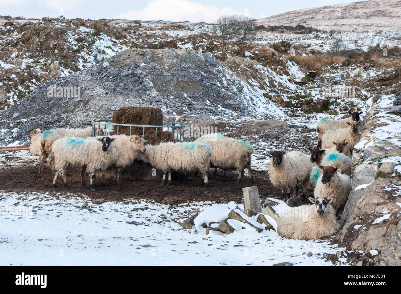 Ballydehob, Ireland. 1st Mar, 2018. Sheep feed and find what shelter they can get as Storm Emma and the blizzard she'll bring with her, approaches. The Irish government has warned the population to stay indoors and heed the Red Weather Warning which is in place until noon tomorrow. Credit: Andy Gibson/Alamy Live News. Stock Photo