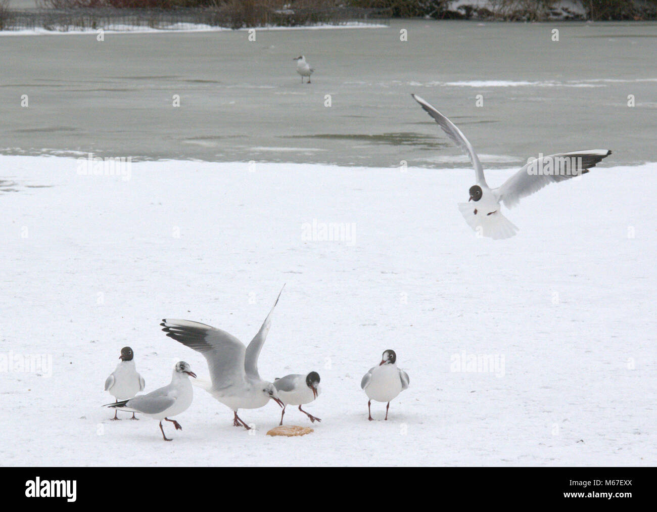 Alexandra Palace Park, London, UK 1st March 2018. The Beast from the East continues to keep temperatures low in the south east of England, causing the boating lake in Alexandra Palace Park to freeze over. Birds fight over bread thrown onto the frozen surface. Credit: Patricia Phillips/ Alamy Live news Stock Photo