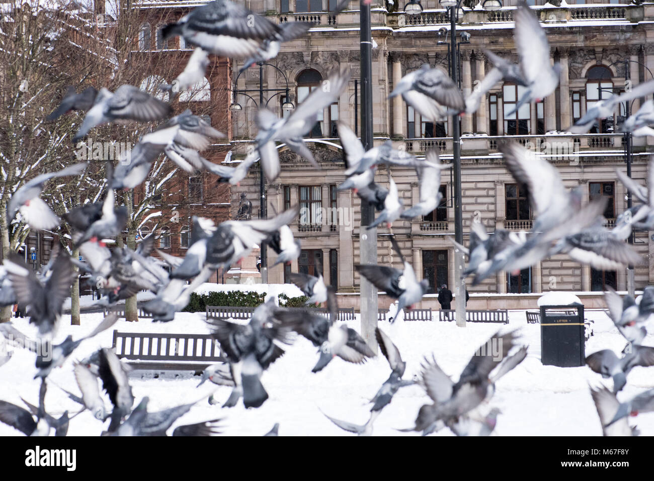 Glasgow, Scotland, UK. 1st March, 2018. Pigeons take off after feeding in snowy George Square, Glasgow Credit: Tony Clerkson/Alamy Live News Stock Photo