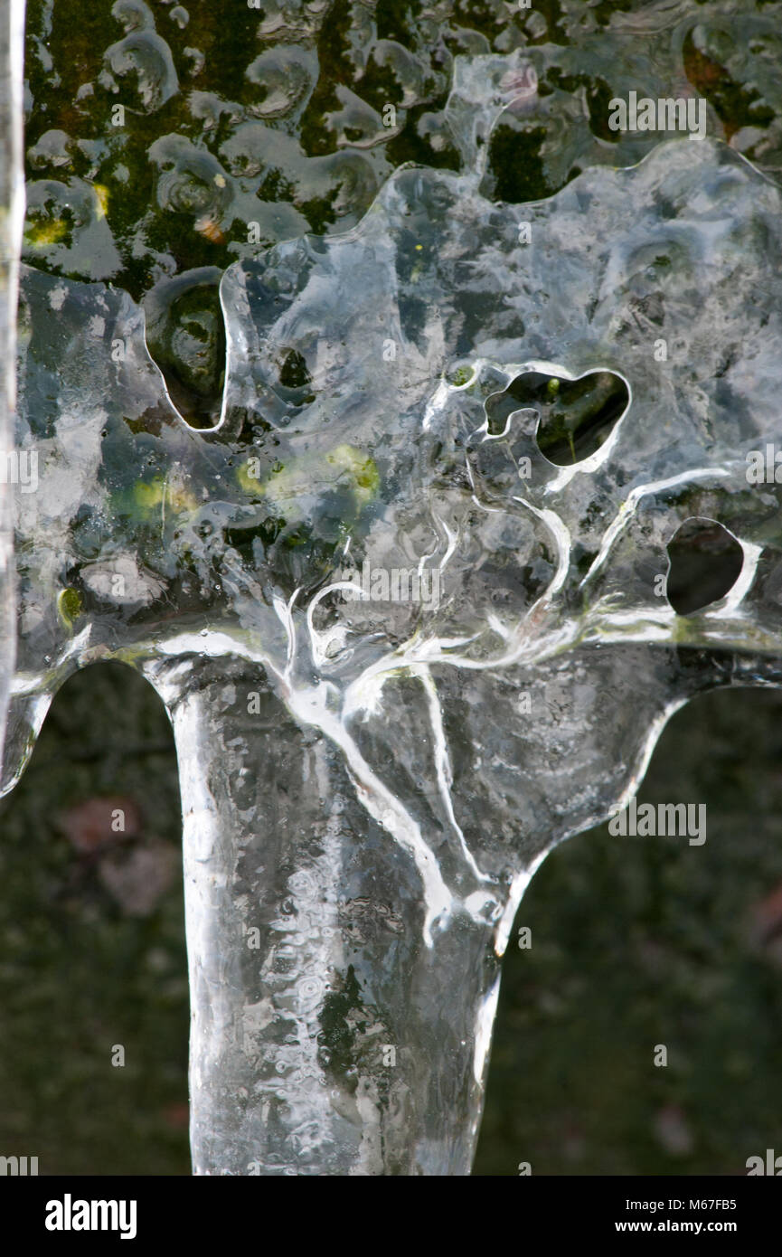 Glasgow, Scotland, UK. 1st March, 2018. Close up of icicles at the Winter Gardens in Glasgow Green Credit: Tony Clerkson/Alamy Live News Stock Photo