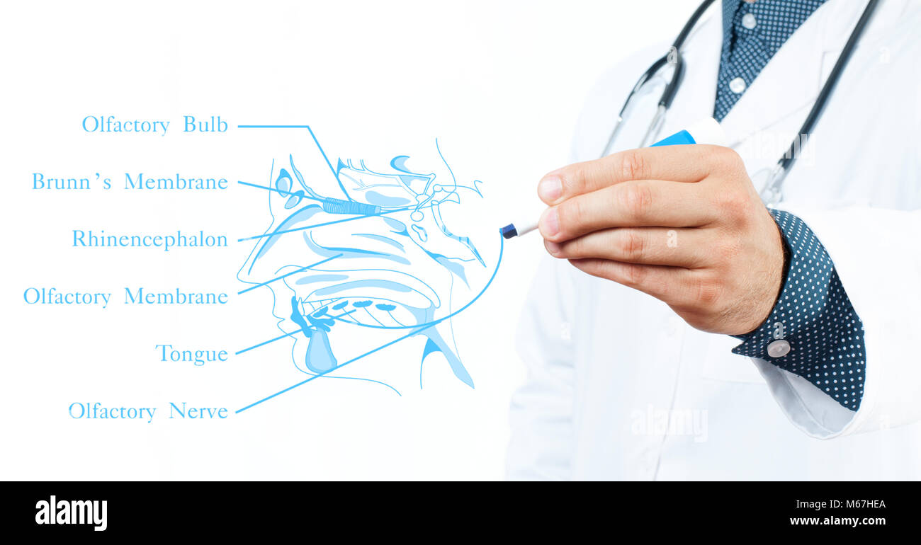 Human Olfactory System High Resolution Stock Photography and Images - Alamy