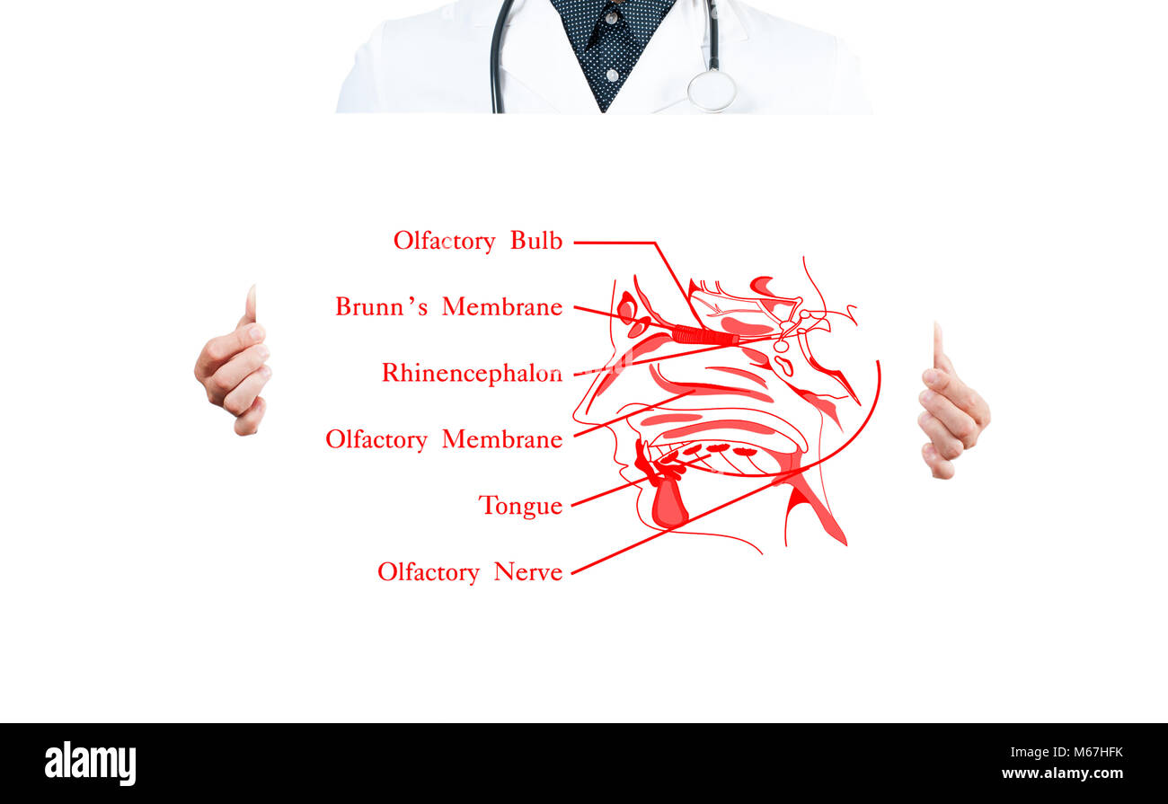 Human olfactory system hi-res stock photography and images - Alamy