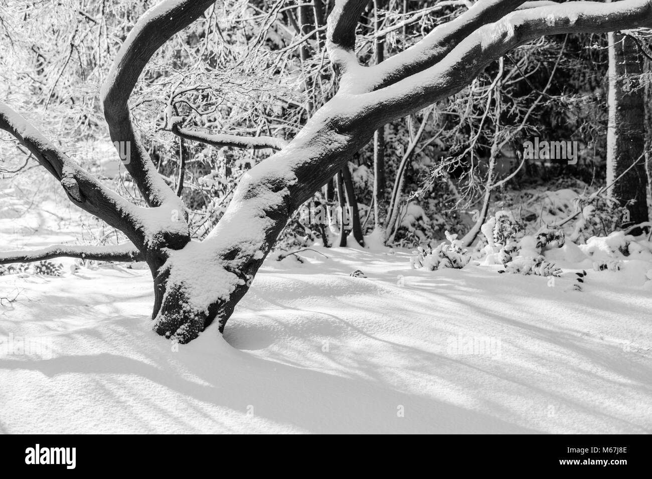 Black and white Beautiful winter forest landscape with snow covered ...