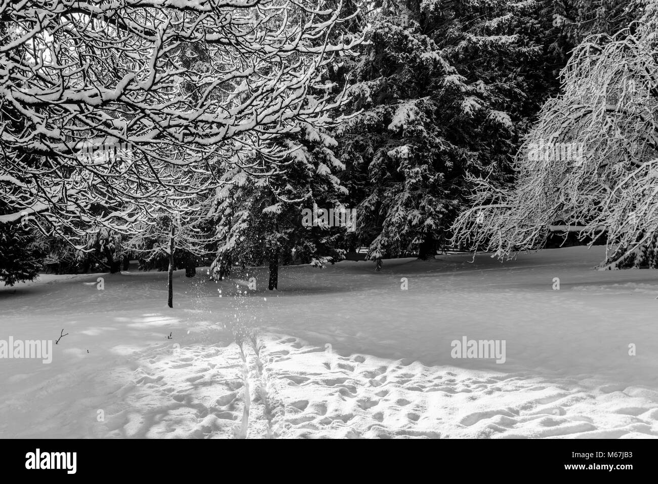 Beautiful winter forest landscape with snow covered trees Stock Photo