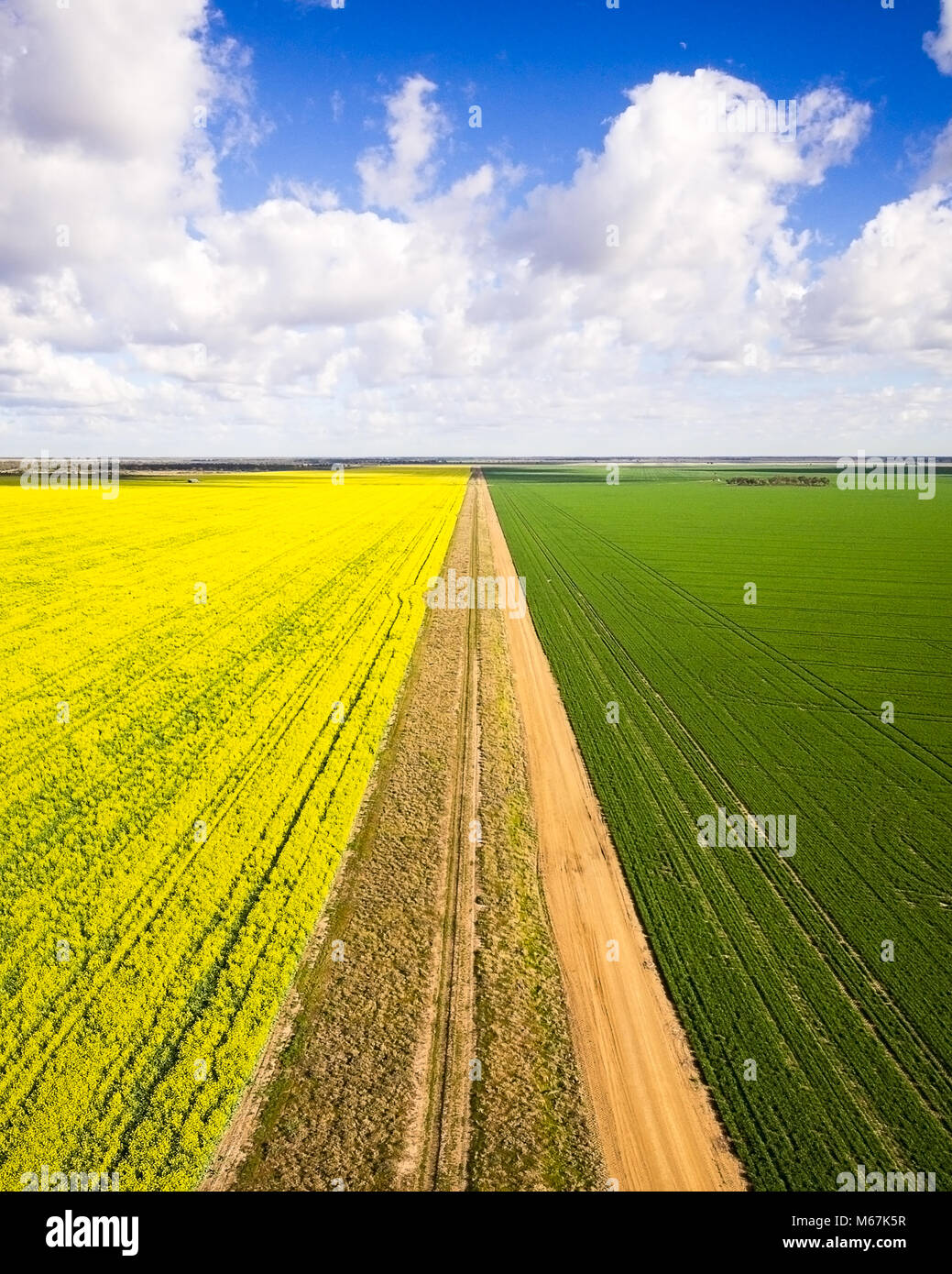 Canola fields just off the Newell Highway near Moree Stock Photo