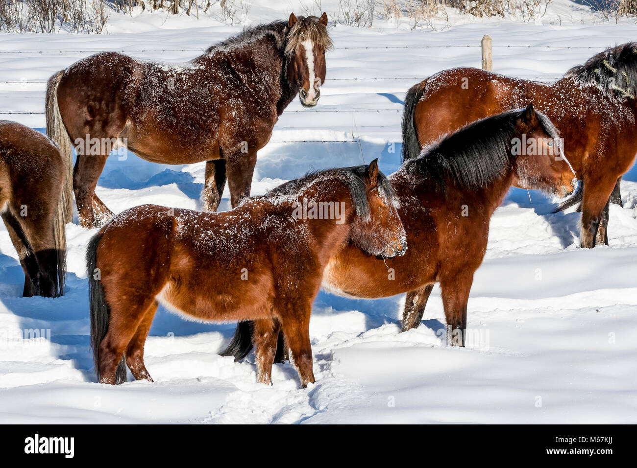 Wild feral horses with frost in snow and extreme cold in winter along