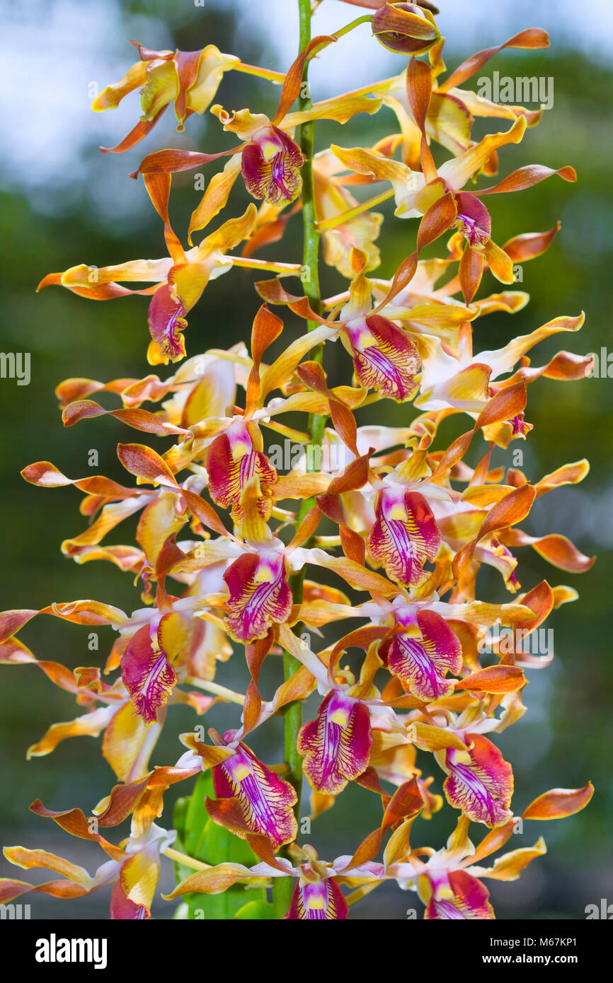 Bizarre Orchid - Coiled petals. Rare species orchid which has coiled or horn-type petals. Stock Photo