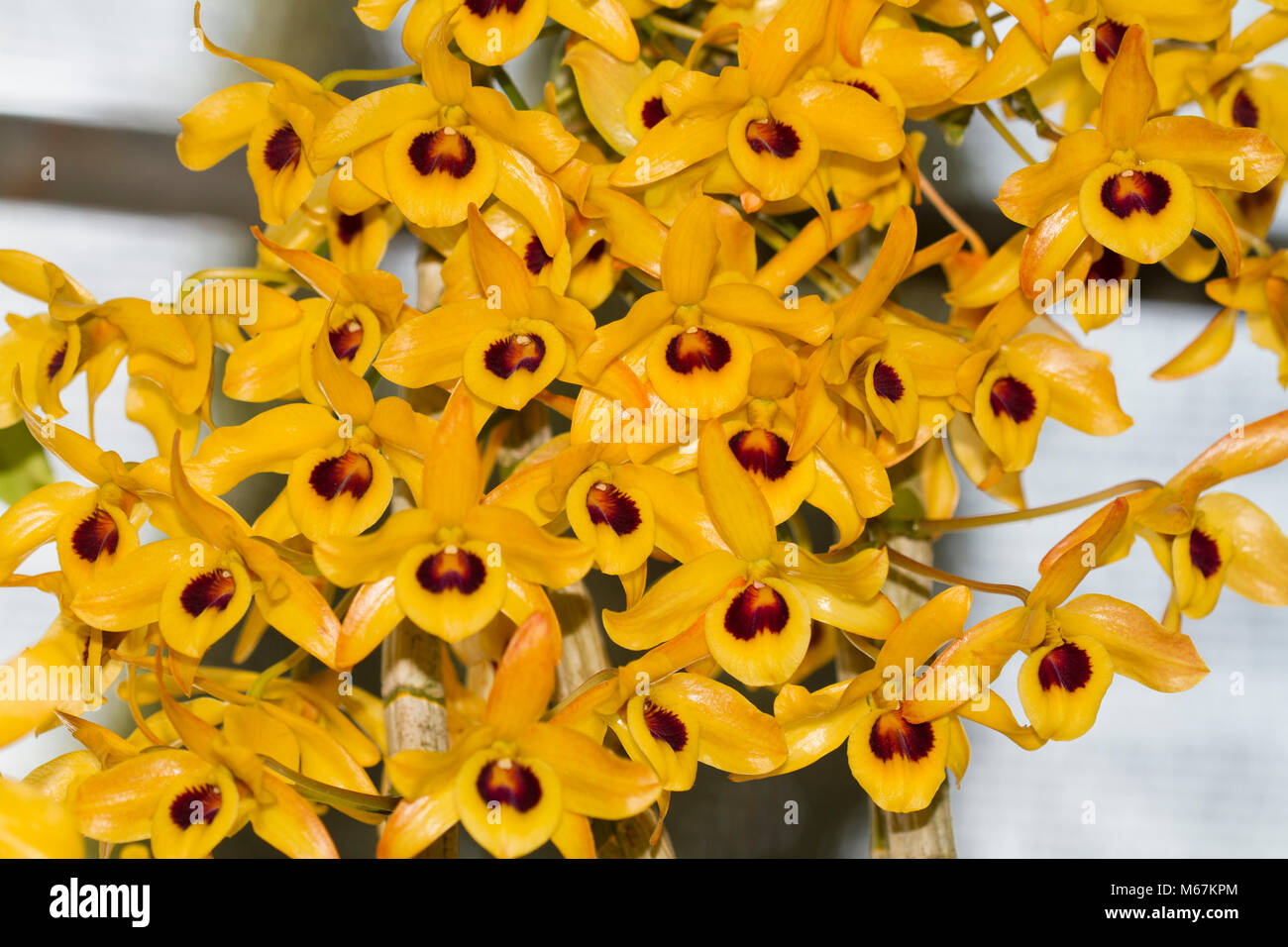 Dendrobium friedericksianum Rchb. f.Orchid flower color rest thereby a beautiful. Stock Photo