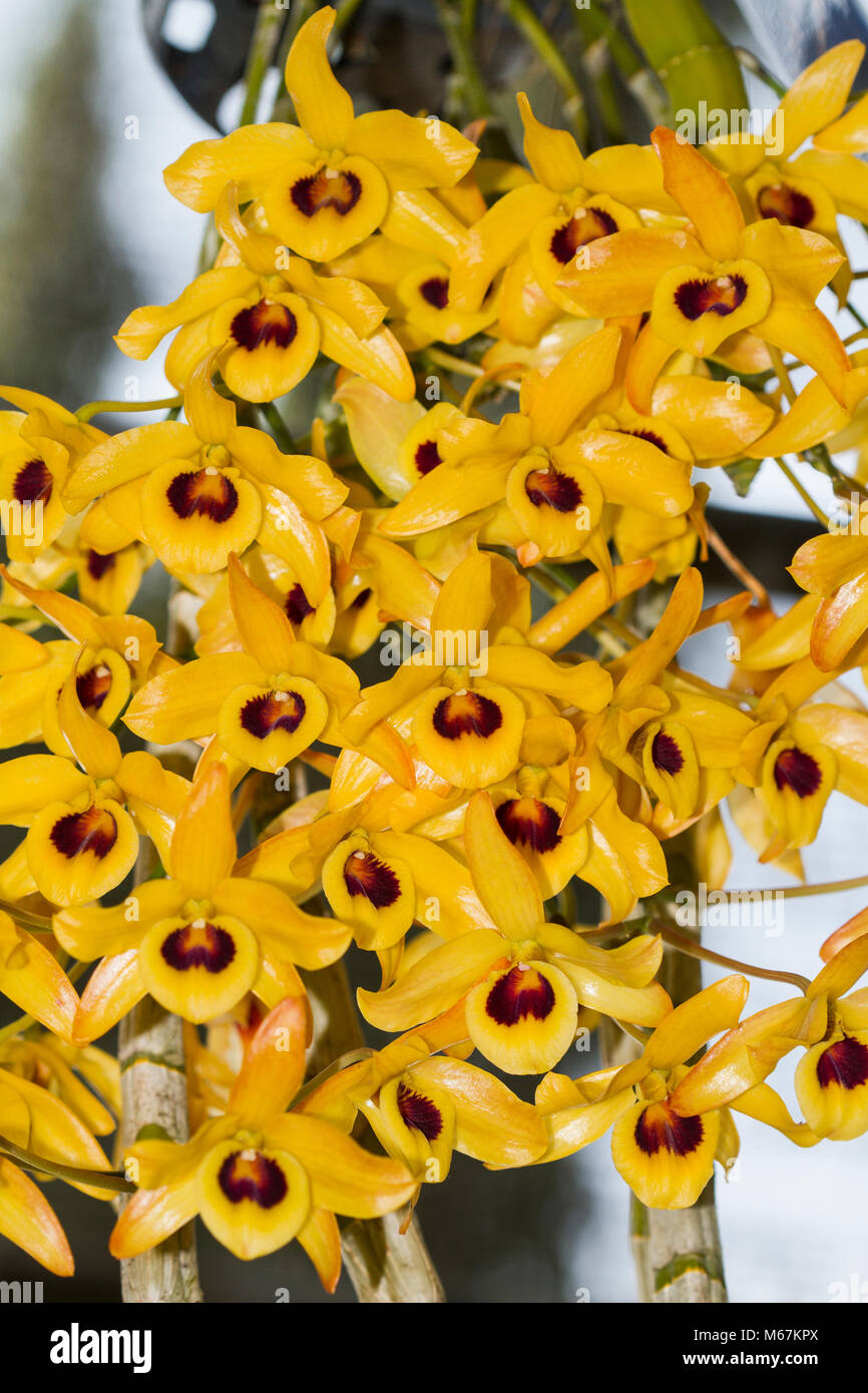 Dendrobium friedericksianum Rchb. f.Orchid flower color rest thereby a beautiful. Stock Photo