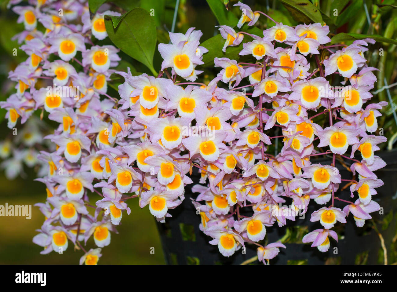 Wild orchid in Thailand name Dendrobium farmeri'Pink' Stock Photo