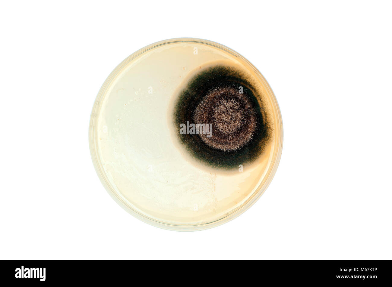 isolated petri dish with big mold colony Stock Photo