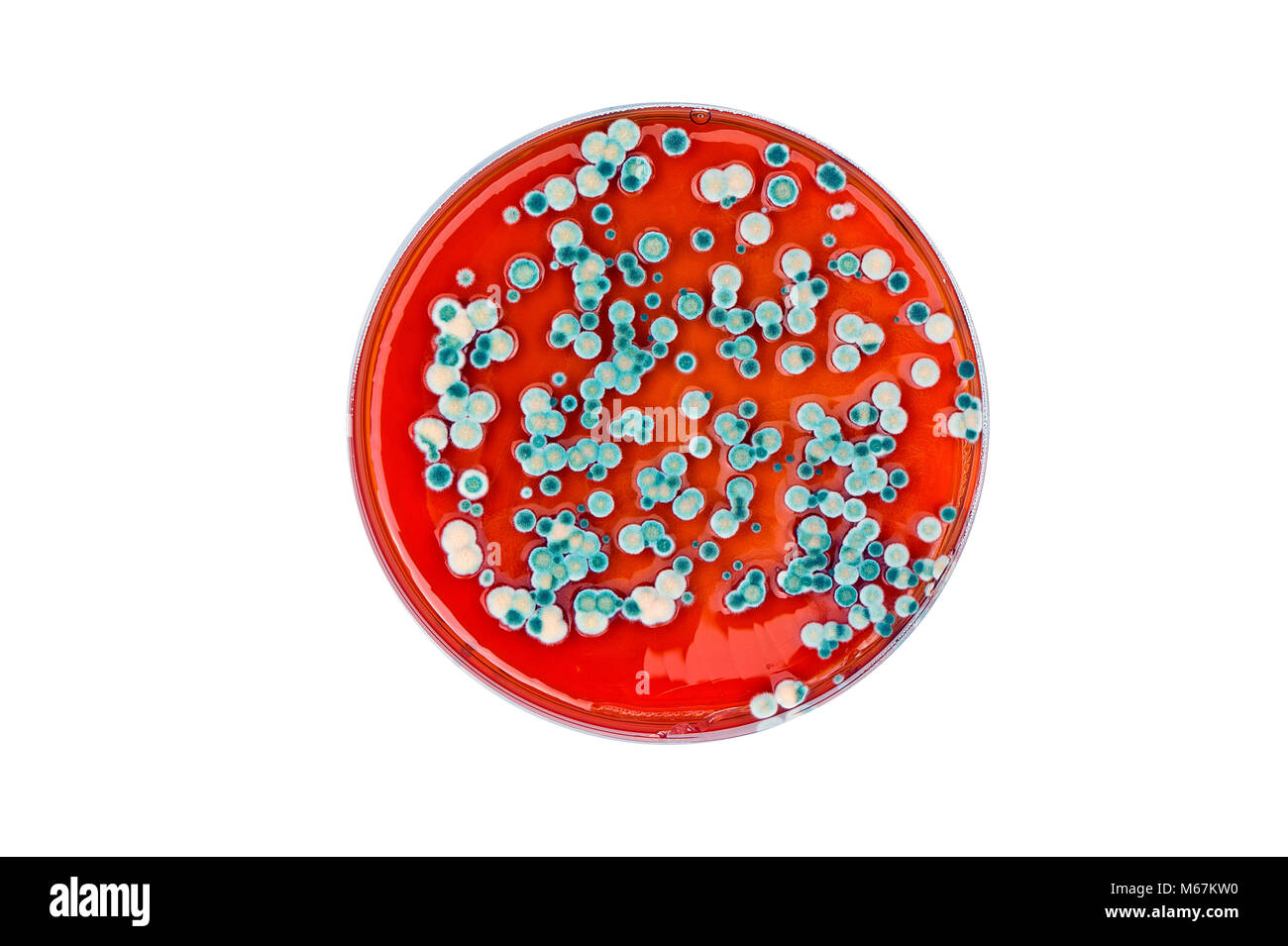 isolated petri dish with mold colonies Stock Photo